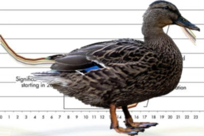 Image of duck to illustrate the duck curve