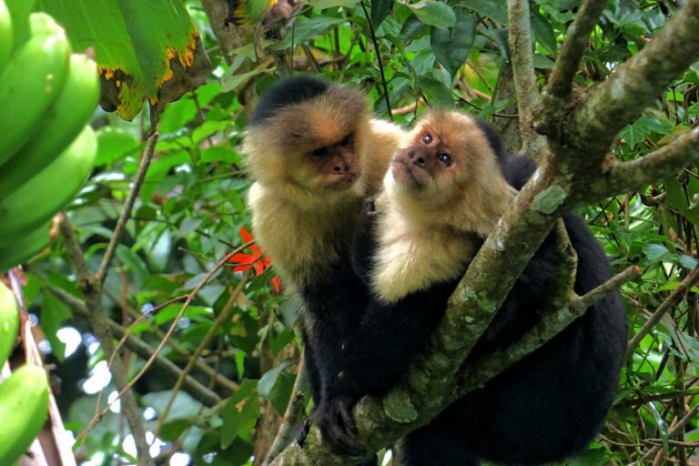 Two monkeys sit on a branch, with one looking disapprovingly toward the other.