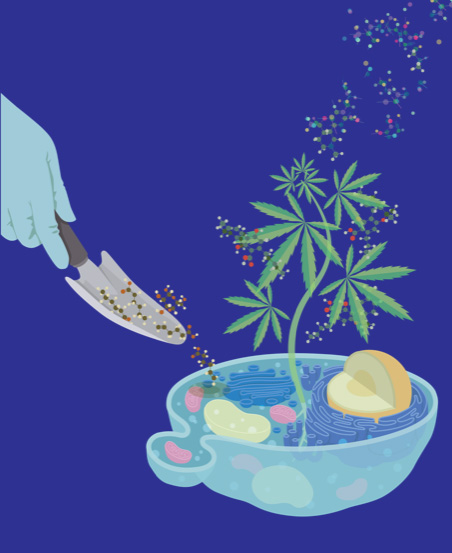 artist's depiction of feeding yeast to produce cannabinoids