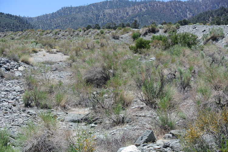 a rocky, dry wash in the Mojave Desert