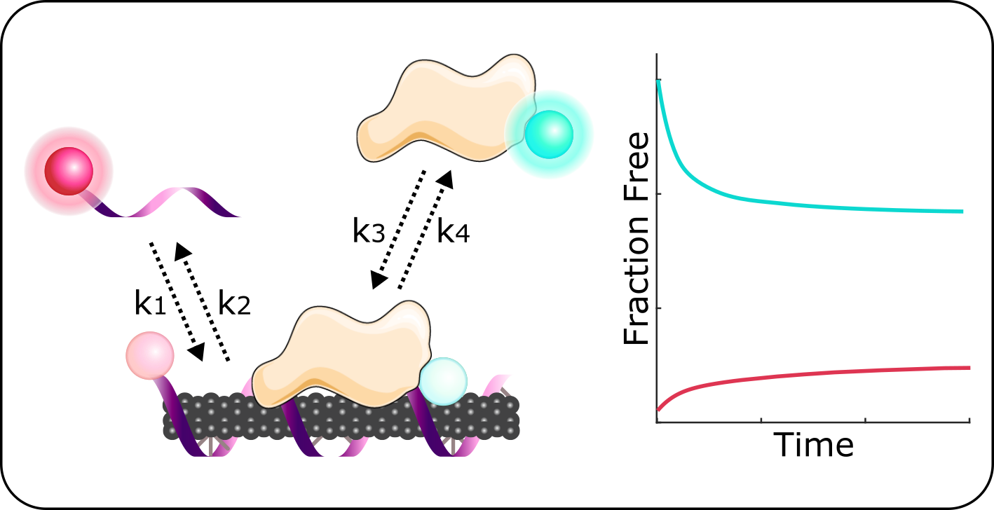 Graphical depiction of proteins displacing DNA on the surface of a SWNT sensor, measured by the fluorescence assay created by Pinals and Yang