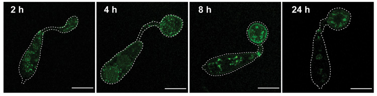 four panels of green-labed cell interiors