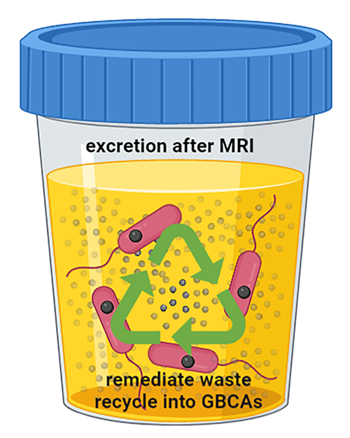 graphical representation of bacterium growth in a bioreactor.