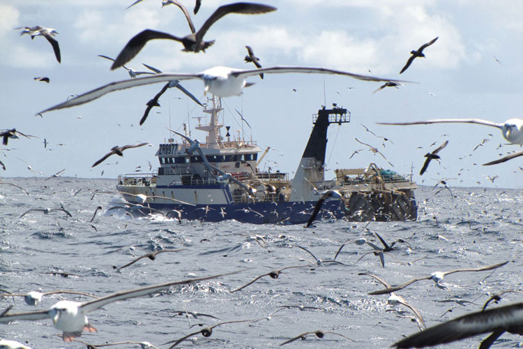 fishing boat surrounded by seagulls