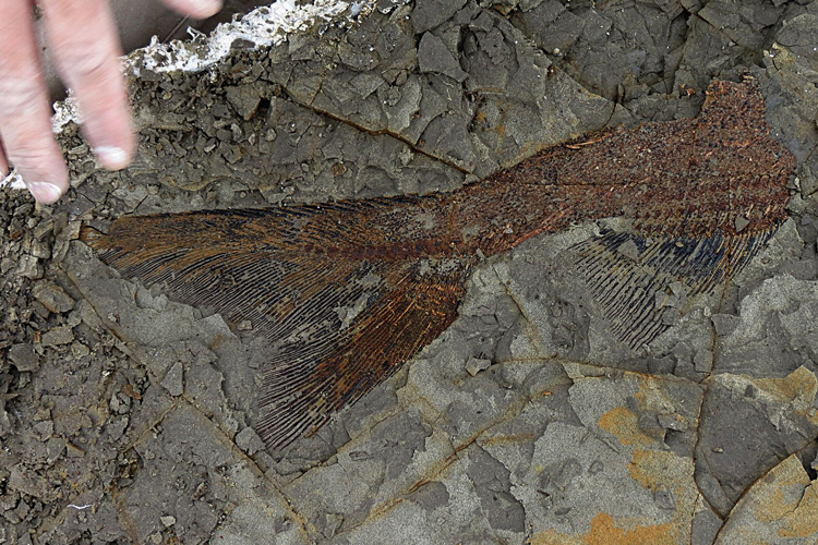 fossilized tail of fish