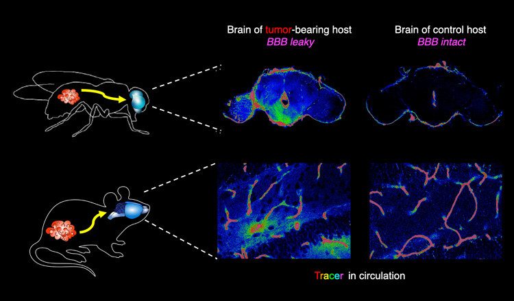 diagram showing how distant tumors in mice and flies make the brain leaky words say "brain of tumor-bearing host BBB leaky" and "brain of a control host BBB intact" and "Tracer in circulation"