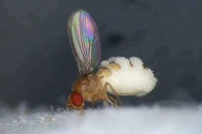 a fly enveloped in fluffy white fungus
