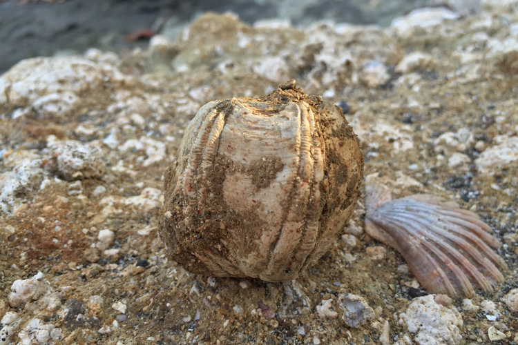 a fossilized whale barnacle