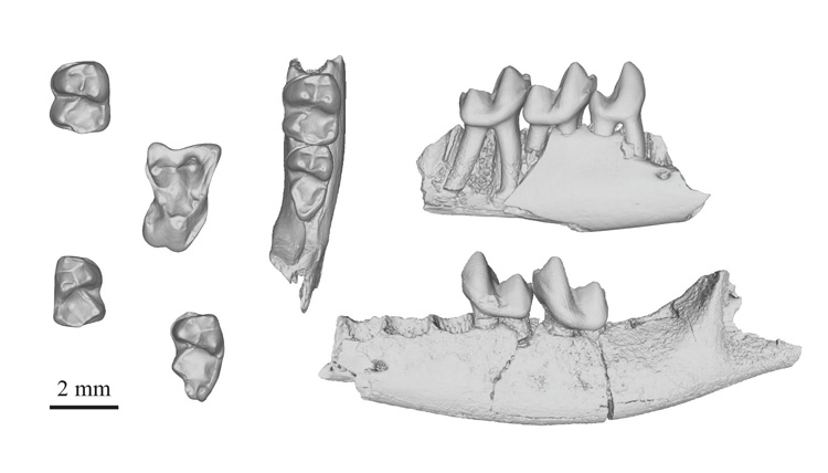 CT scans of the primates' teeth and jaws