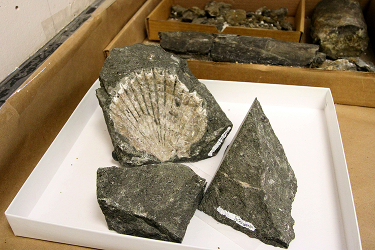 Three fossils of shells