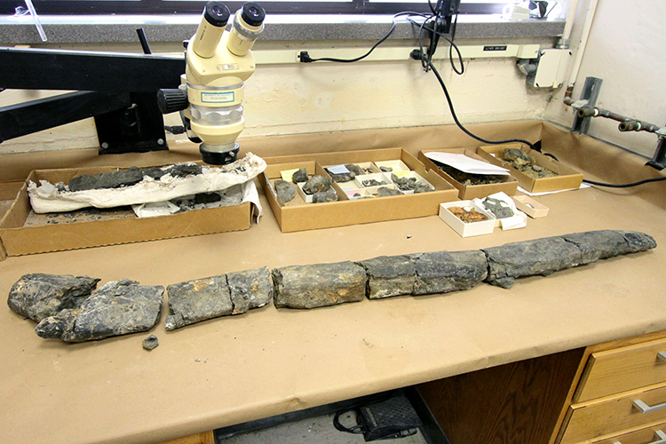 9 fossil pieces in line of a 15 to 20 million year old whale