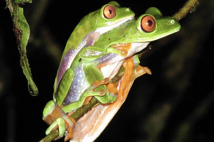 Parachuting Red-Eyed Leaf Frog