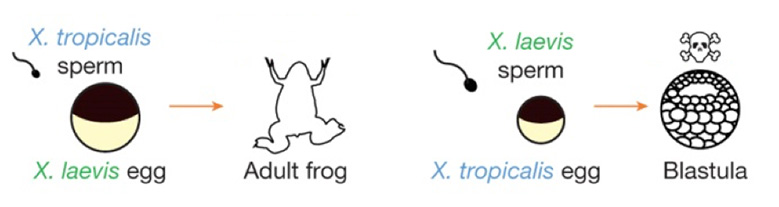 X. tropicalis sperm and X. laevis egg turn into an adult frog while X. laevis sperm and X.tropicalis egg turn into a blastula