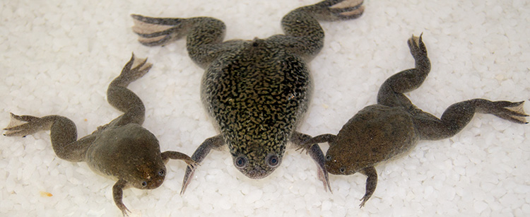 X. laevis flanked by its smaller cousin, X. tropicalis. (Photo by Atsushi Suzuki)