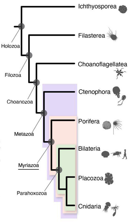 chart showing the evolutionary tree for early animals