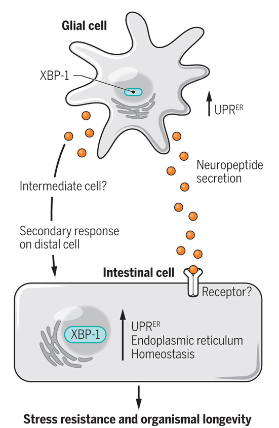 graphic showing how glial cells affect stress response in cell