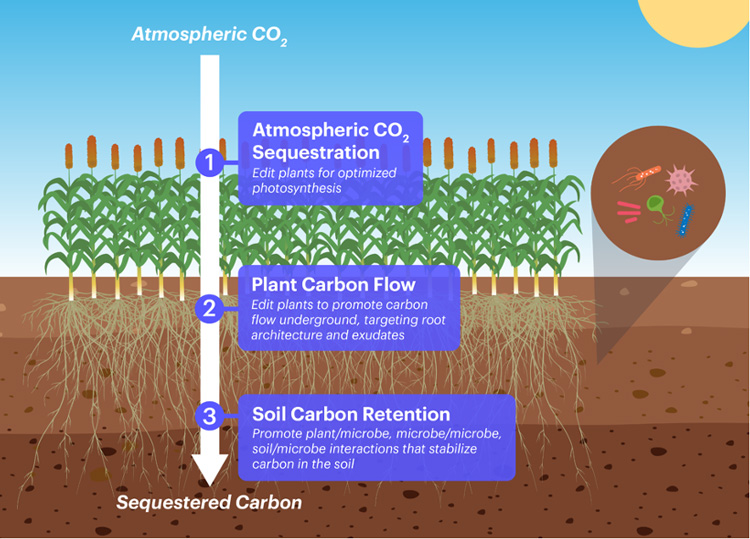 diagram explaining the goals of the CZI project