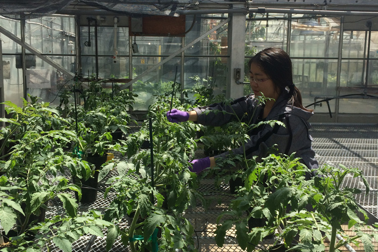 greenhouse tomato farm