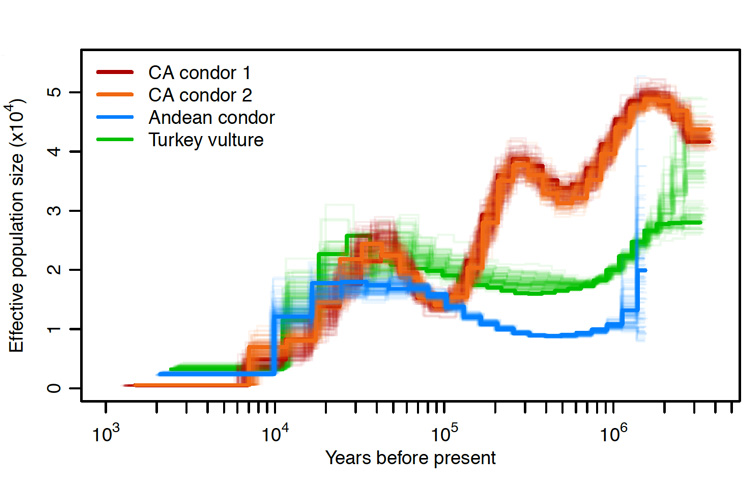 chart showing decline of condors and vultures over the past million years. The graph is explained in the caption.
