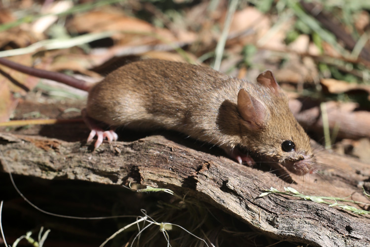 a brown house mouse in the wild