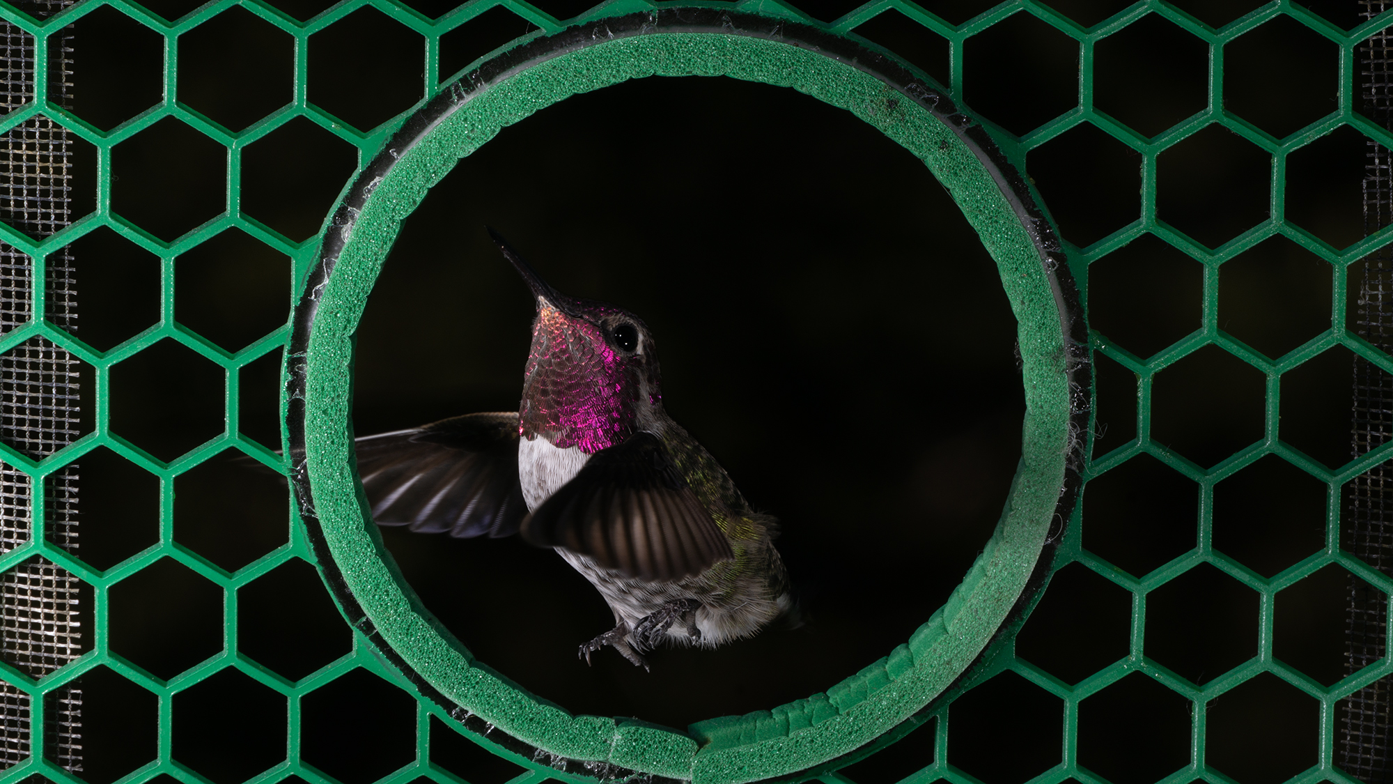 red throated hummingbird framed by round green aperture in screen