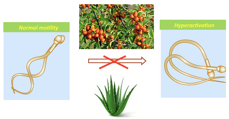 Plant compounds that reduce sperm hyperactivation\