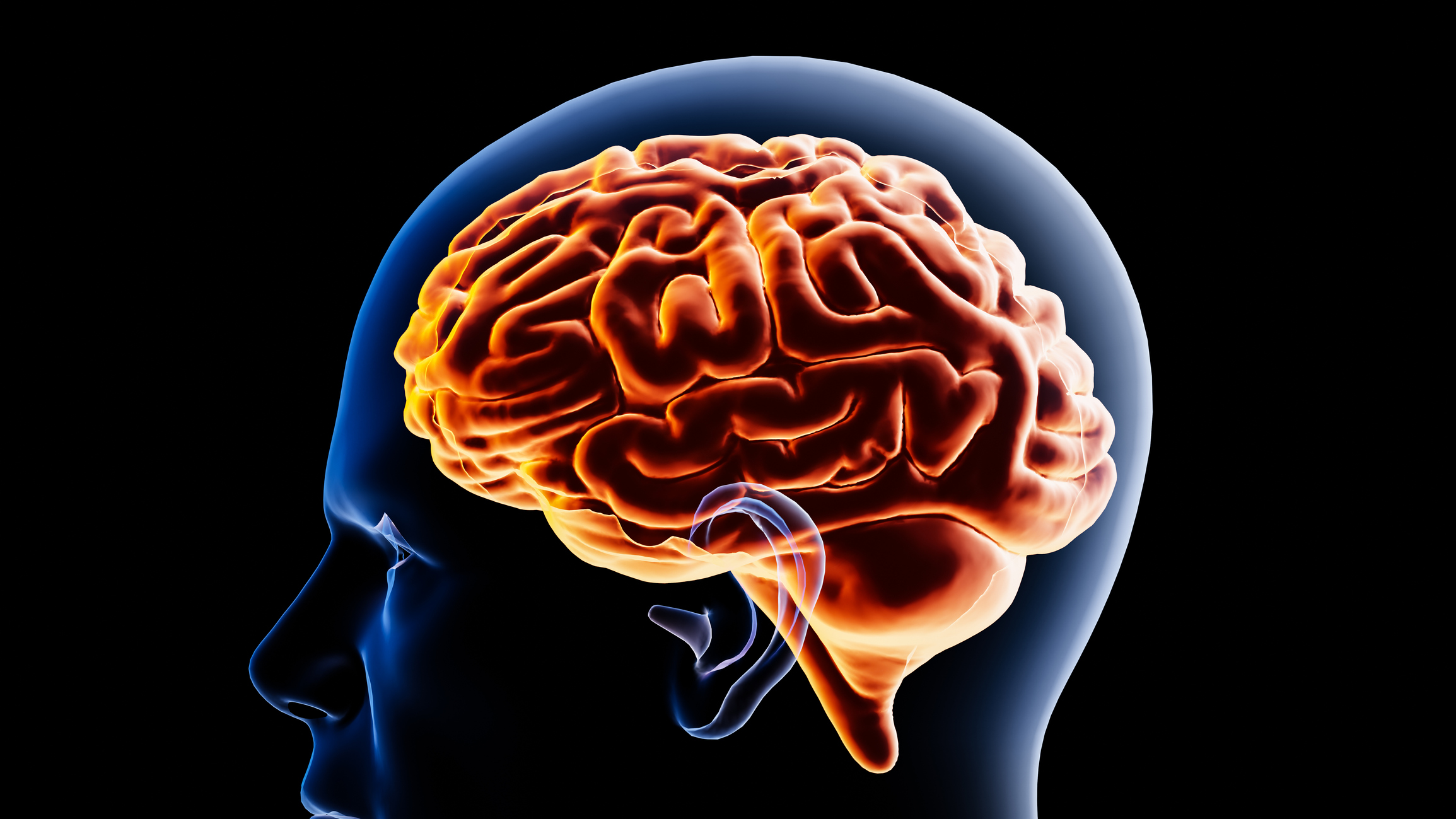 stock image of a brain inside a head