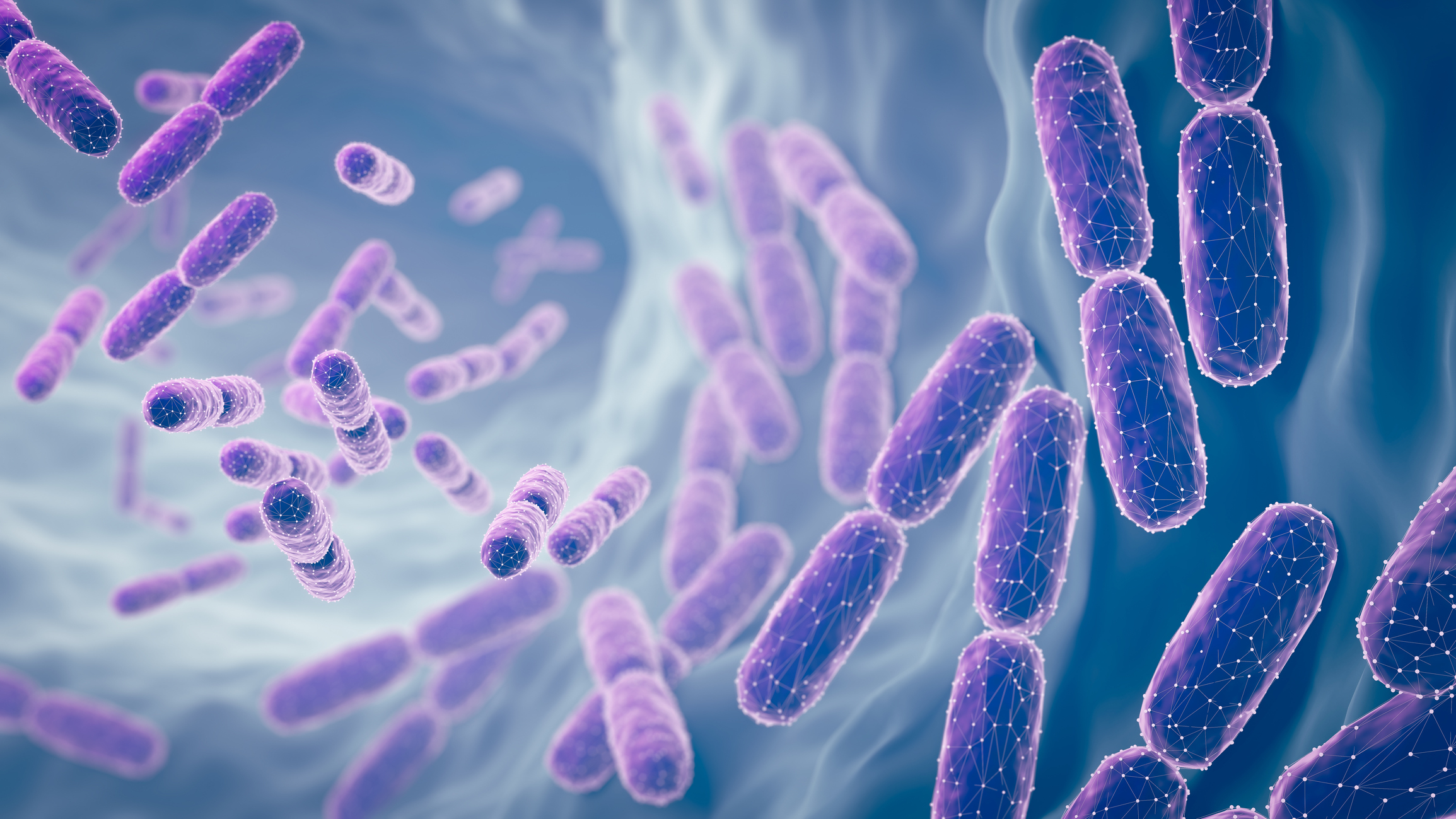 Illustration of Lactobacillus bacteria, capsule-shaped and shown in purple against blue background.