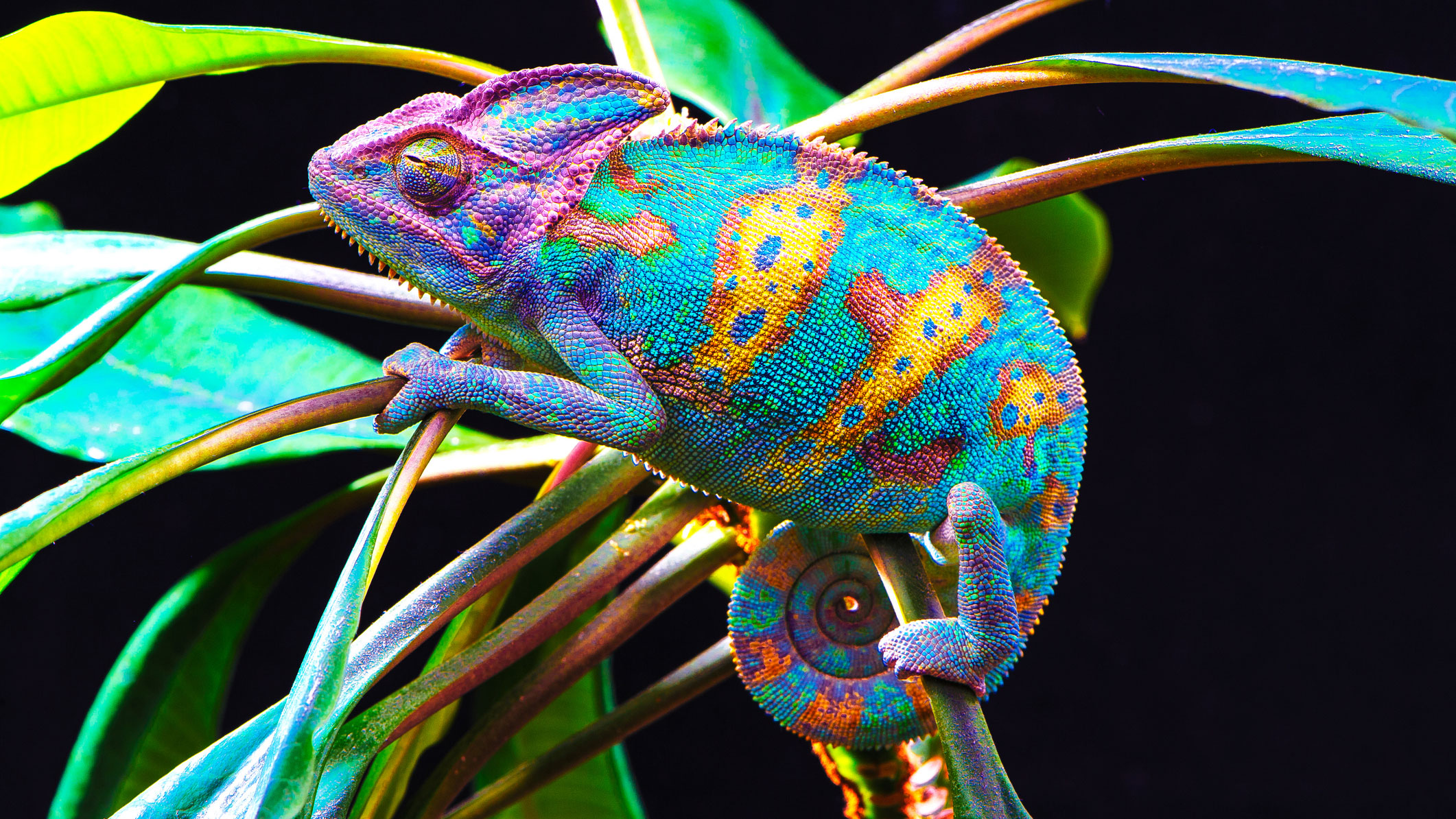 Brightly colored chameleon clutching leaves.