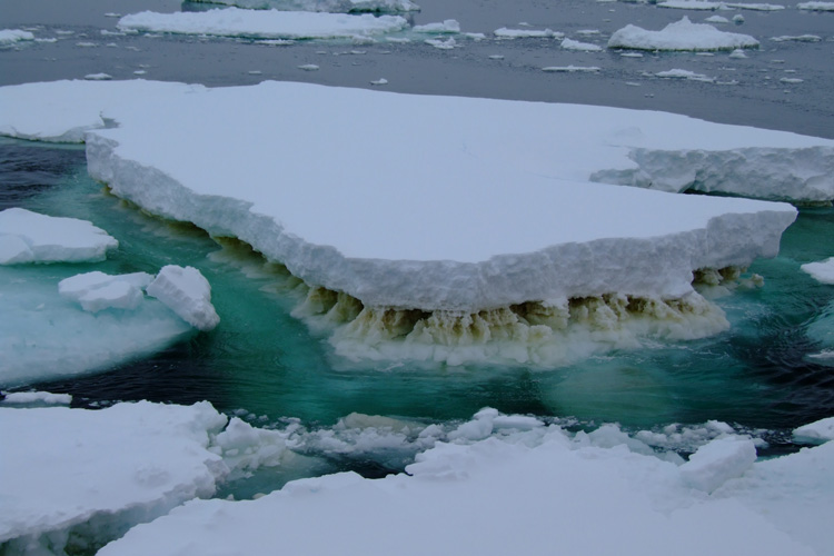 ice flow with algae