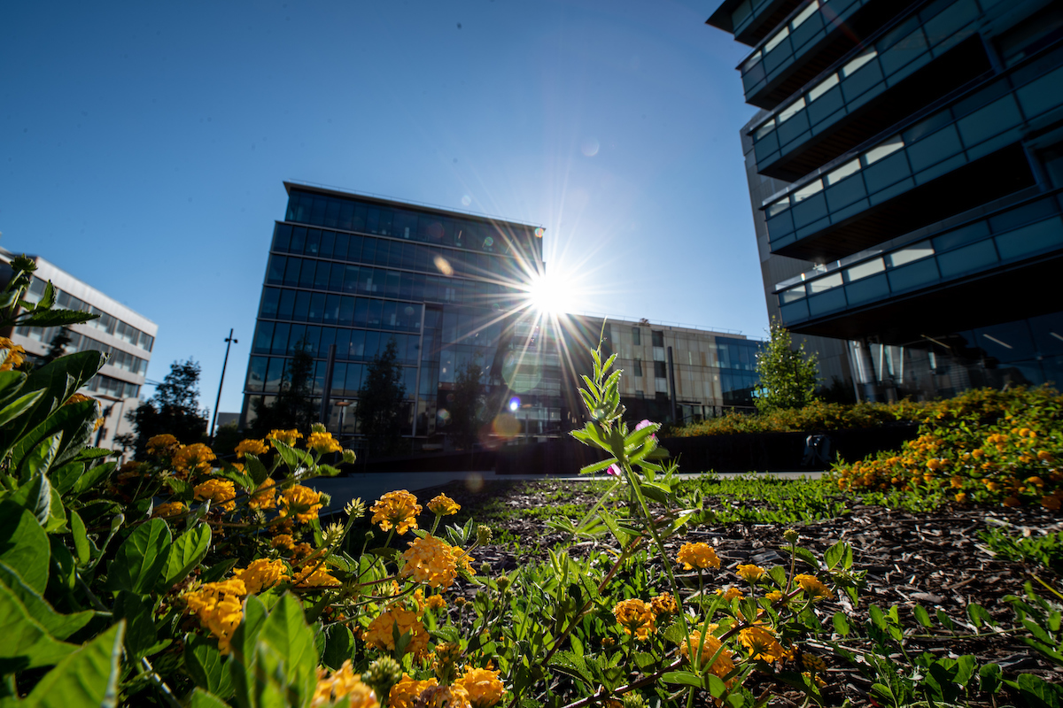 Building in background with sunlight peeking around the edge and flowers in the foreground.