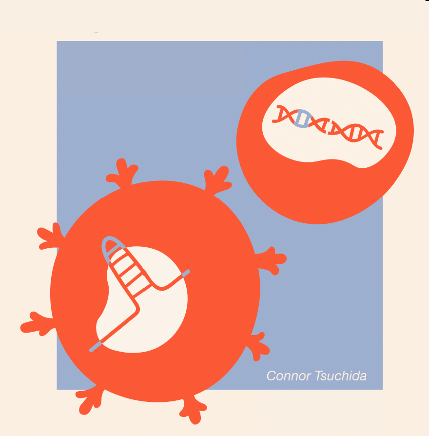 two orange blobs, one a targeted delivery system, the other a cell