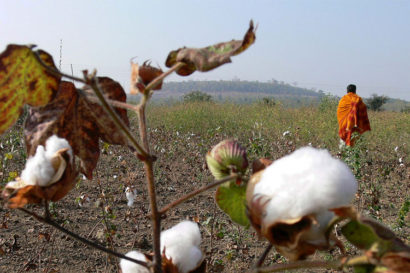 cotton growing