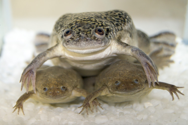 Lab frog DNA shows what happens when genomes collide