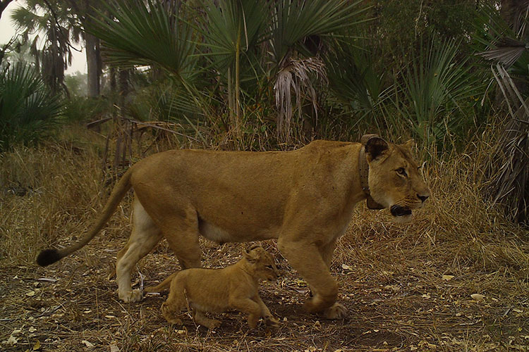 A camera trap photo shows a lioness and a cub