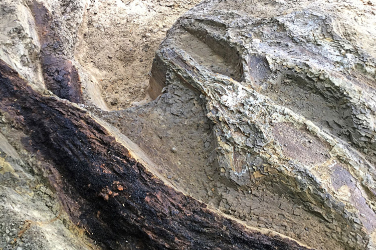 fossil logs and fish