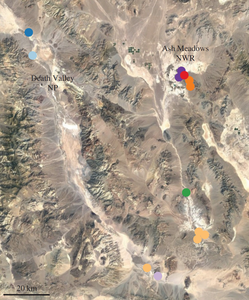 map of Nevada and Death Valley, showing sites where pupfish were collected