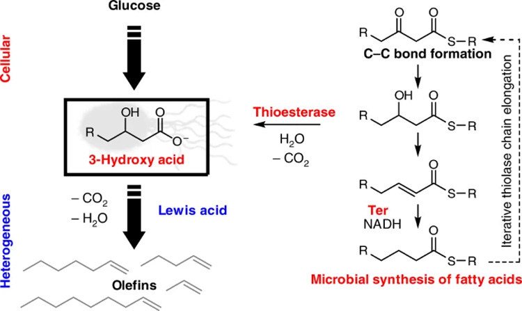 diagram of chemical steps