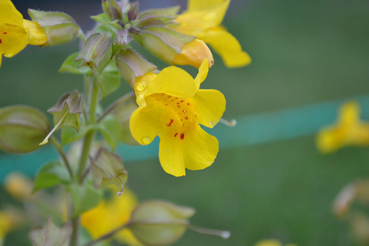 A photo of a pretty yellow flower with red spots dotting the throat.
