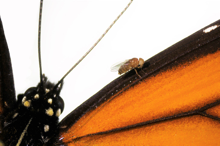 Fruit fly on monarch wing