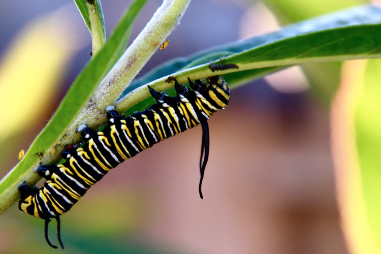 Monarch caterpillar