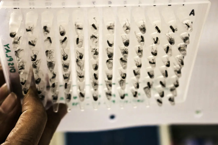 a collection of dead mosquitoes