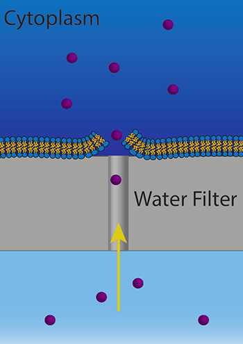 pores form in the cell only where there are pores in the nanofilter