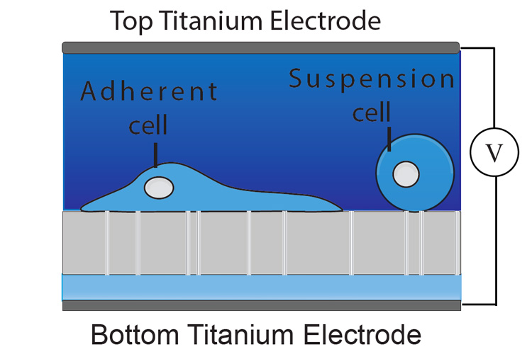 diagram of cells in nanoEP