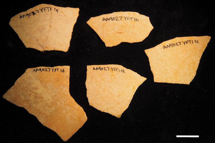 fragments of 120,000-year-old ostrich eggshells