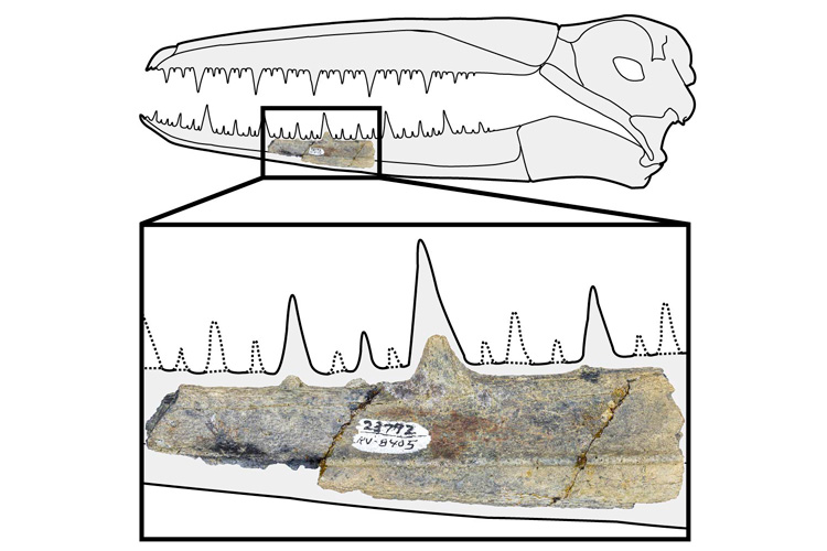 position of jawbone fossil shown within outline of bird skull