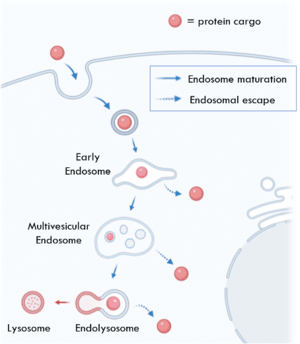  endosomal entrapment resulting in ultimate degradation in the lysosome, or escape into the cytoplasm.