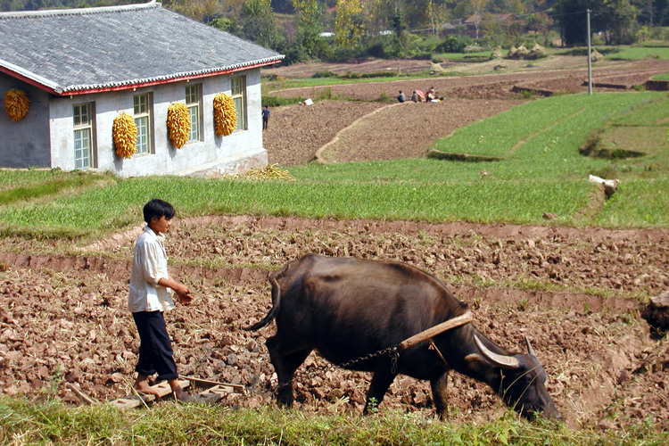 man plowing farm with ox
