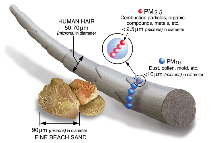 graphic showing how PM2.5 particles compare in size to human hair