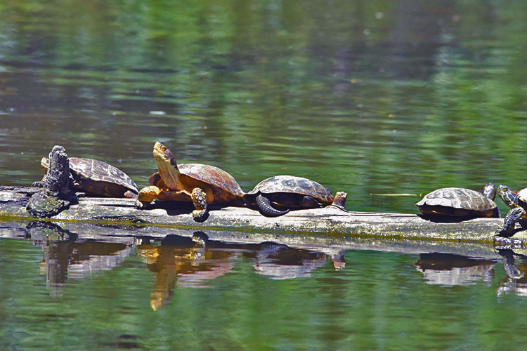 Turtles bask in the sun
